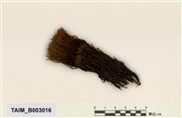 藏品(澤苔屬)的圖片